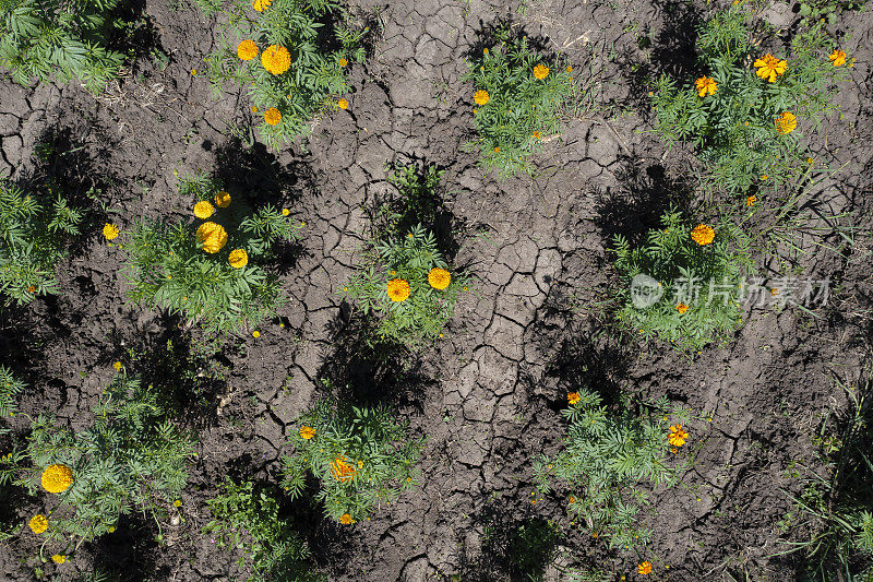 Cempasúchil flower plants as seen from above